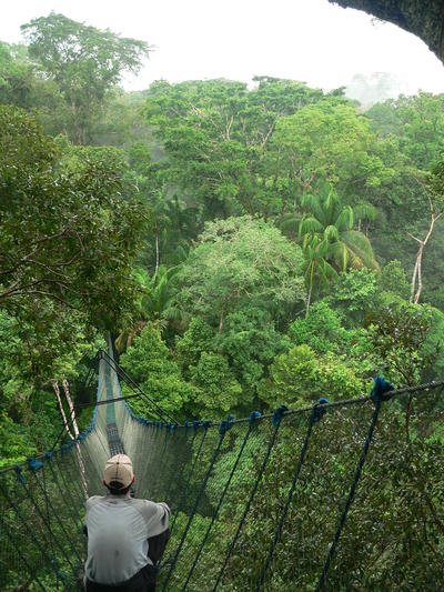Conservation volunteer sitting on a canopy walkway in Peru A canopy walkway in the trees of Peru