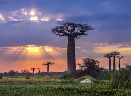 Baobabs in Madagascar Baobab Trees in Madagascar