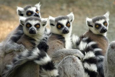 Lemurs in Madagascar Ring Tailed Lemurs in Madagascar
