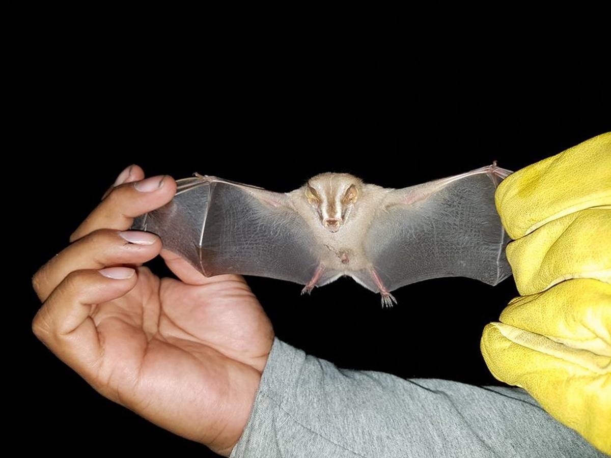A Bat being measured during one of the evening activities