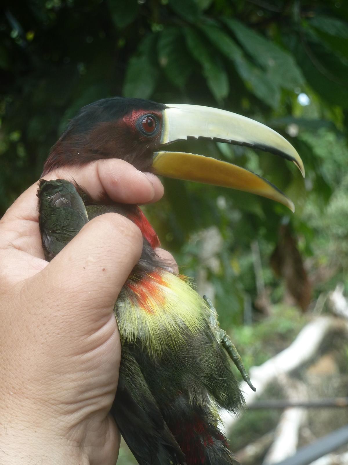 Volunteer holding a bird During a bird banding activity, a volunteer safely holds one of the 500+ bird species that can be found in Taricaya