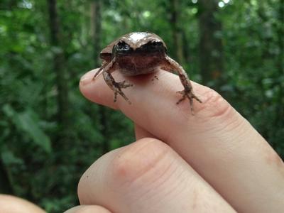 A Frog on a staff member’s finger One of the many frogs found at the reserve resting on a staff member’s finger