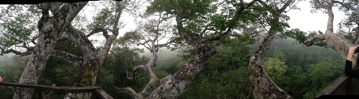 A Panoramic view from the bird canopy 45m above the forest floor, the canopy walkway provides a great lookout for watching birds