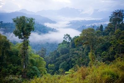 Ecuador rainforest A beautiful shot of the Ecuadorian rainforest