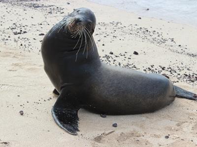 Sea lion in Galapagos Photo of a sea lion in the conservation project in Galapagos Islands, Ecuador